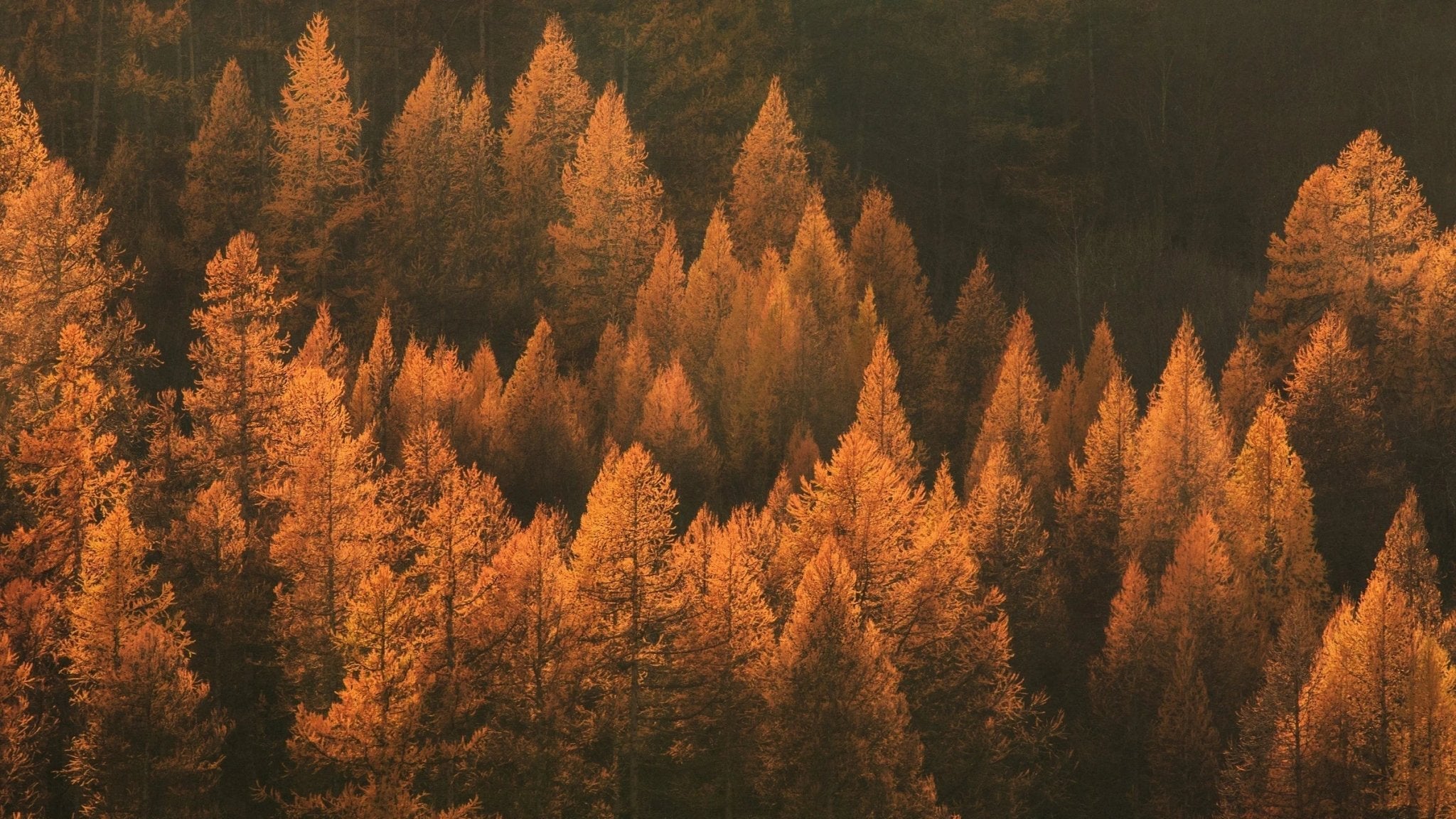 Autumn Collection - Sow & Arrow